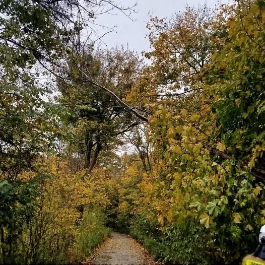 Łaguszewo: pochylone drzewo nad drogą – interwencja 22.10.2026